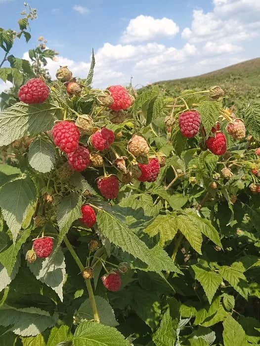 Можно ли сажать разные сорта малины рядом?