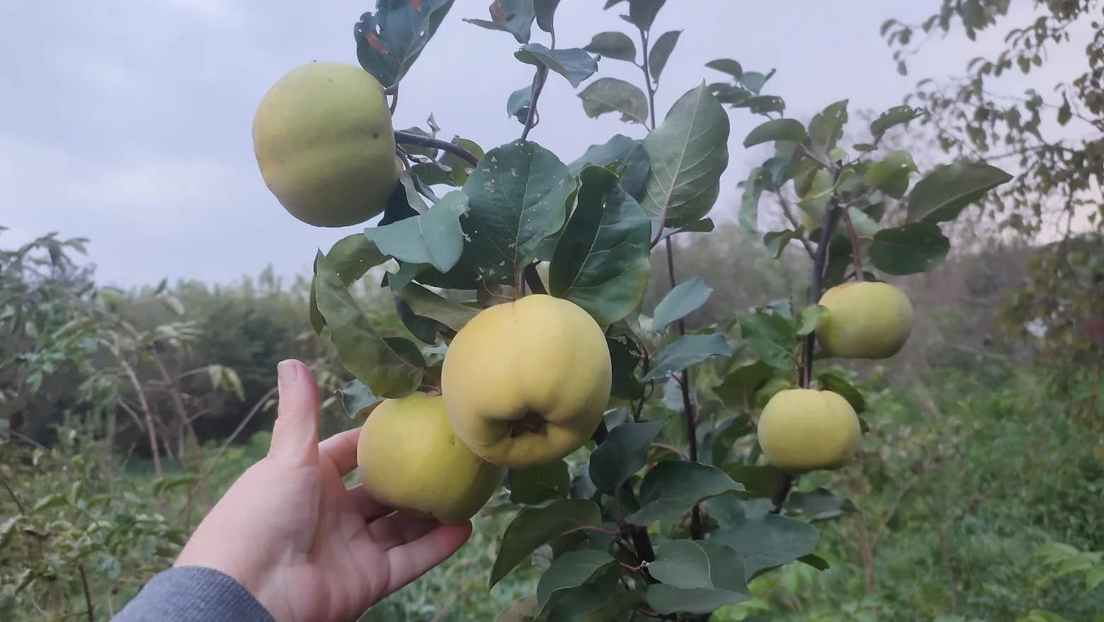 Айва и мушмула меня радуют плодами