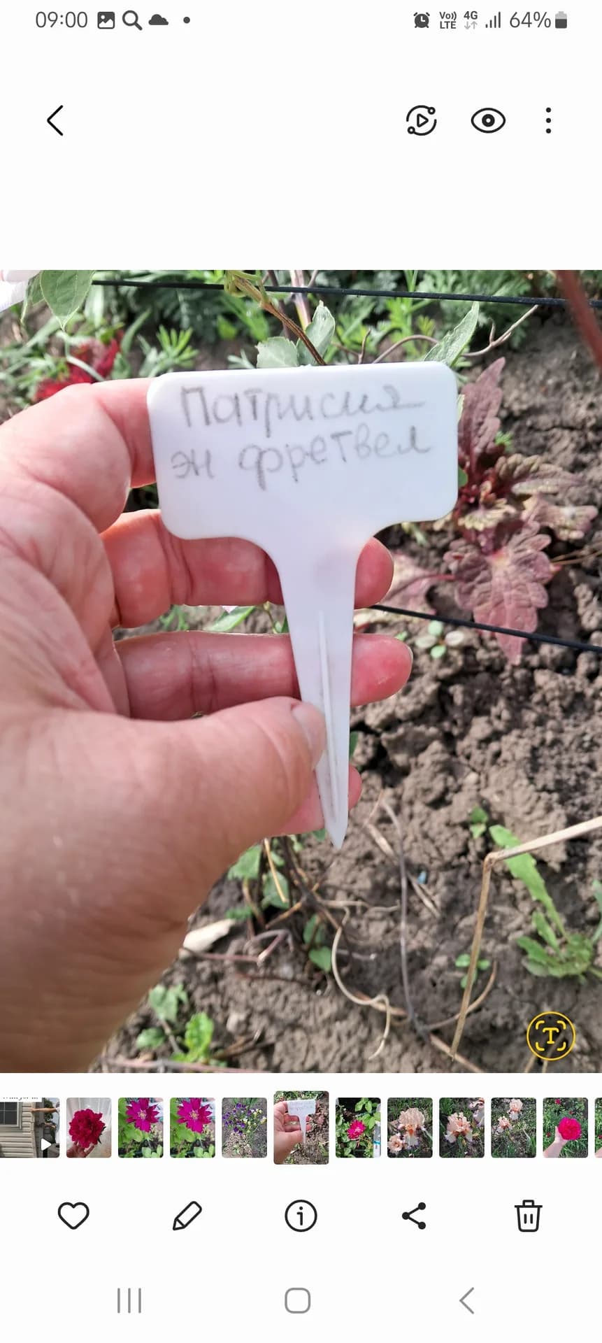 На очереди цветения - клематис Патрисия эн Фретвел.