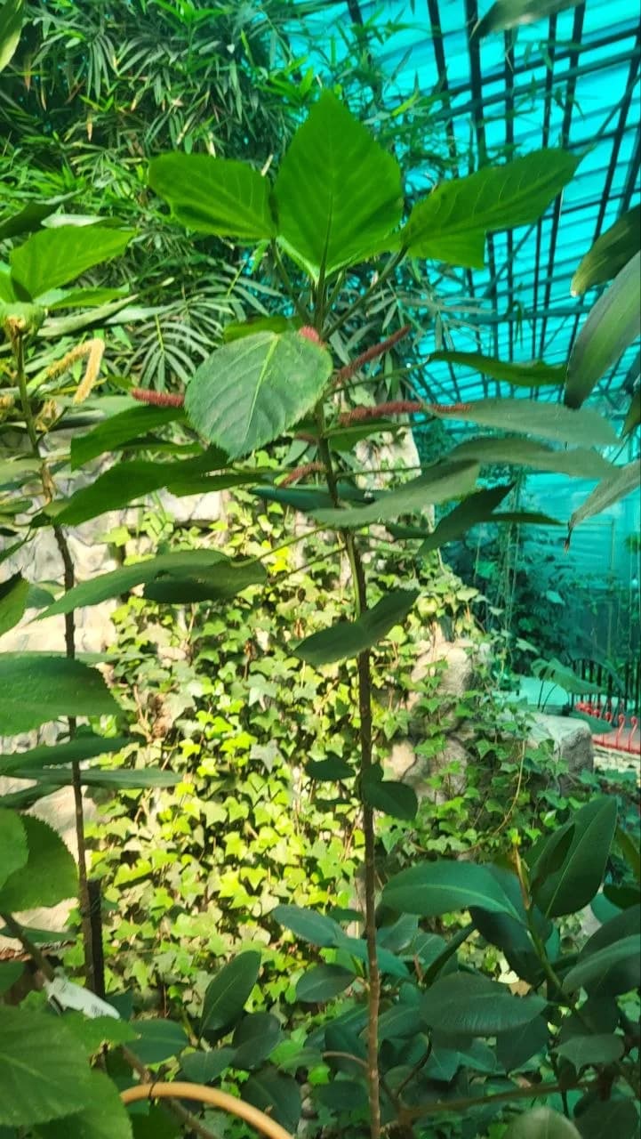 Акалифа щетинисто-волосатая формирует новые соцветия
