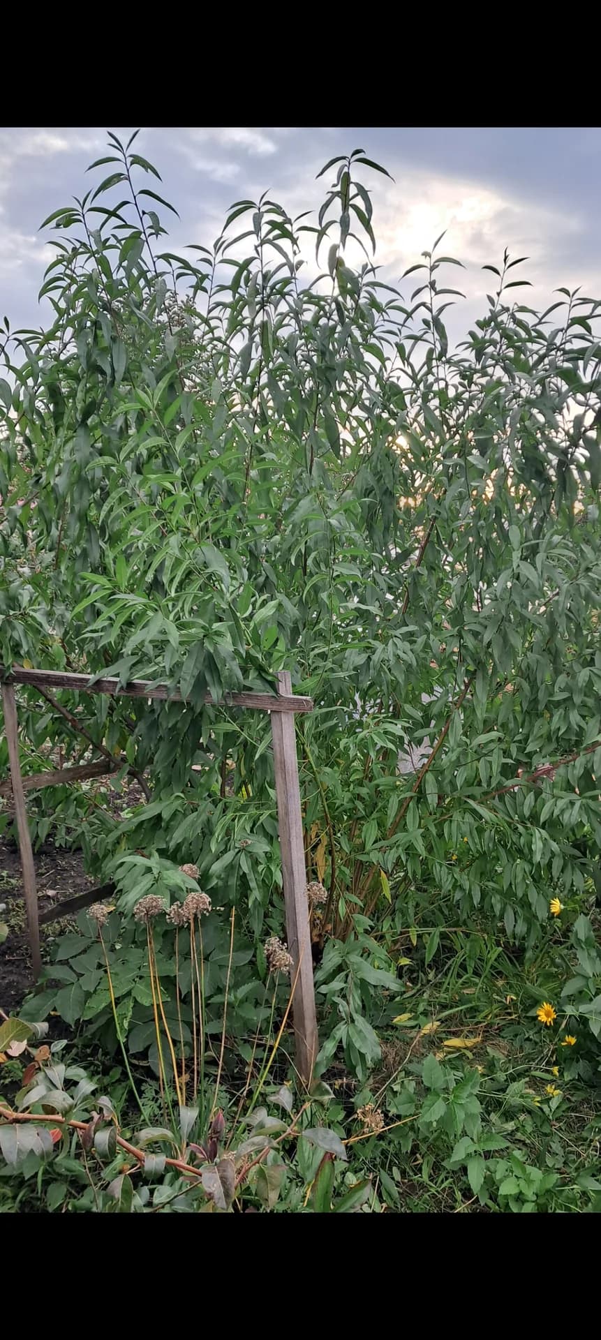 Вот и пришло время, для обрезки моего персикового куста.