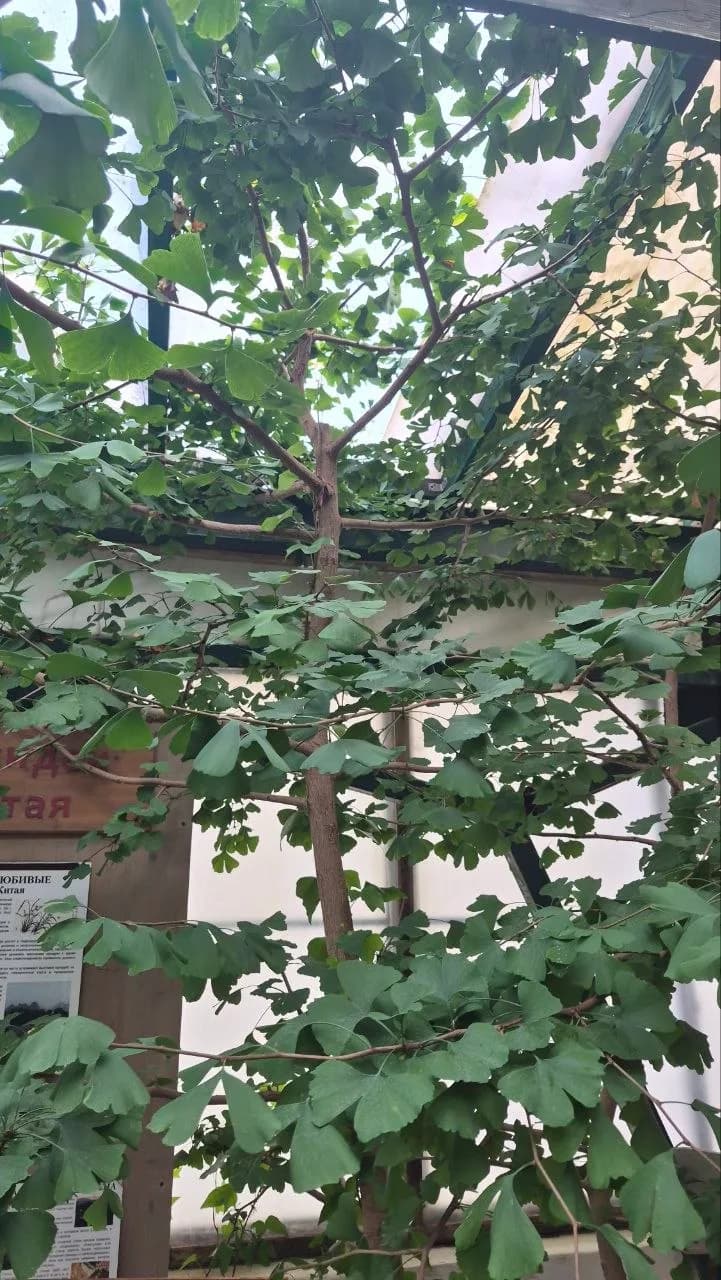 Гинкго двулопастное