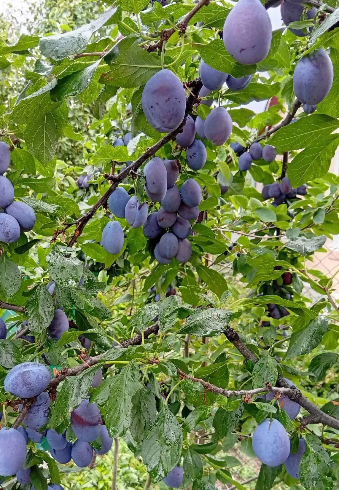 Сливы в старом саду