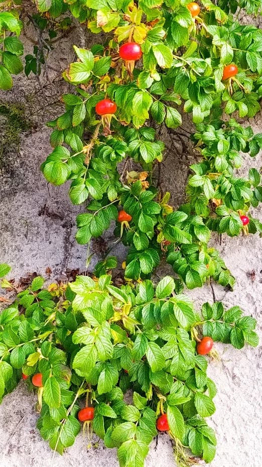 Шиповник, который я теперь хочу и себе