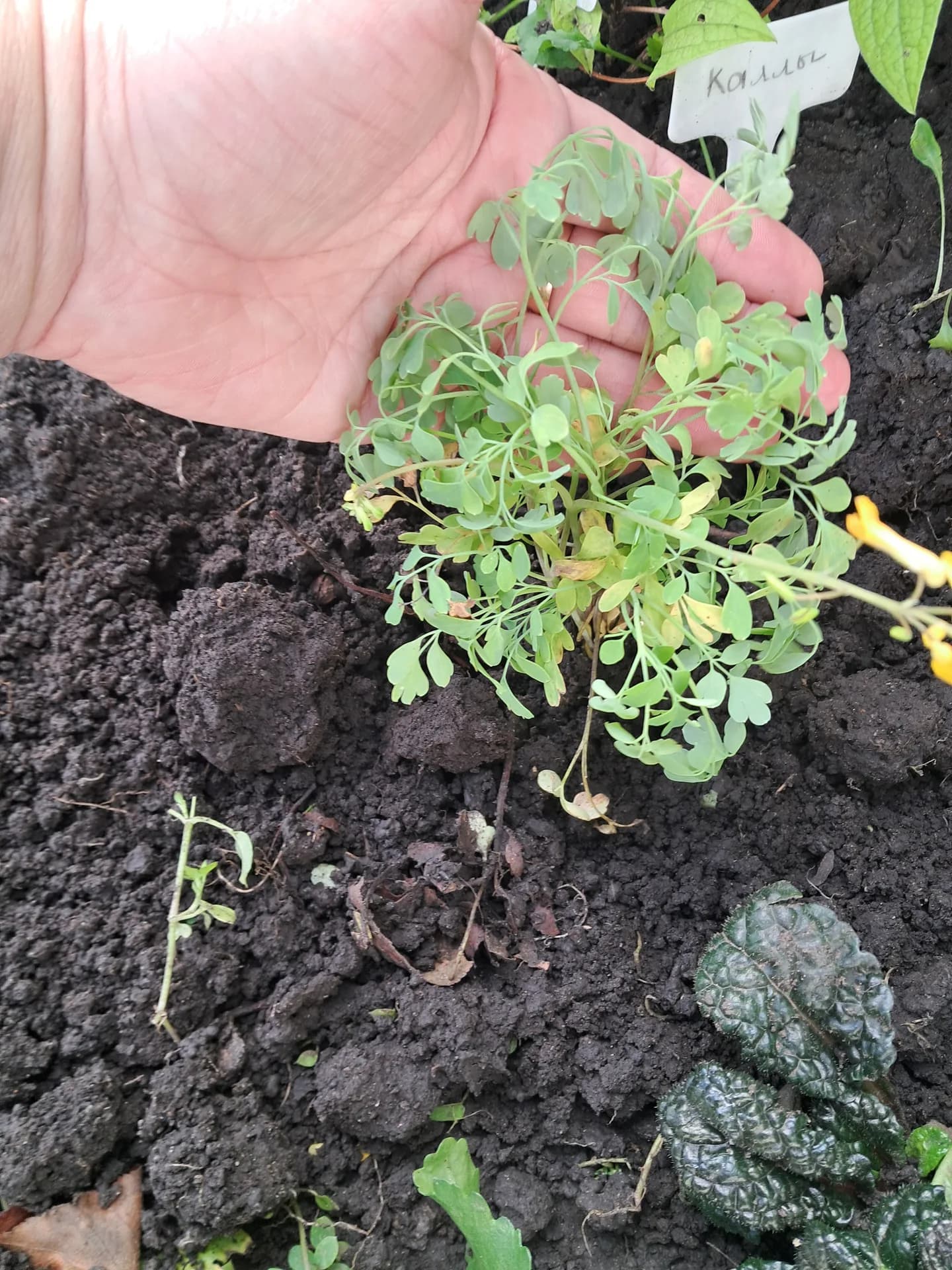 Хохлатка желтая оказалась псевдофумарией желтой.