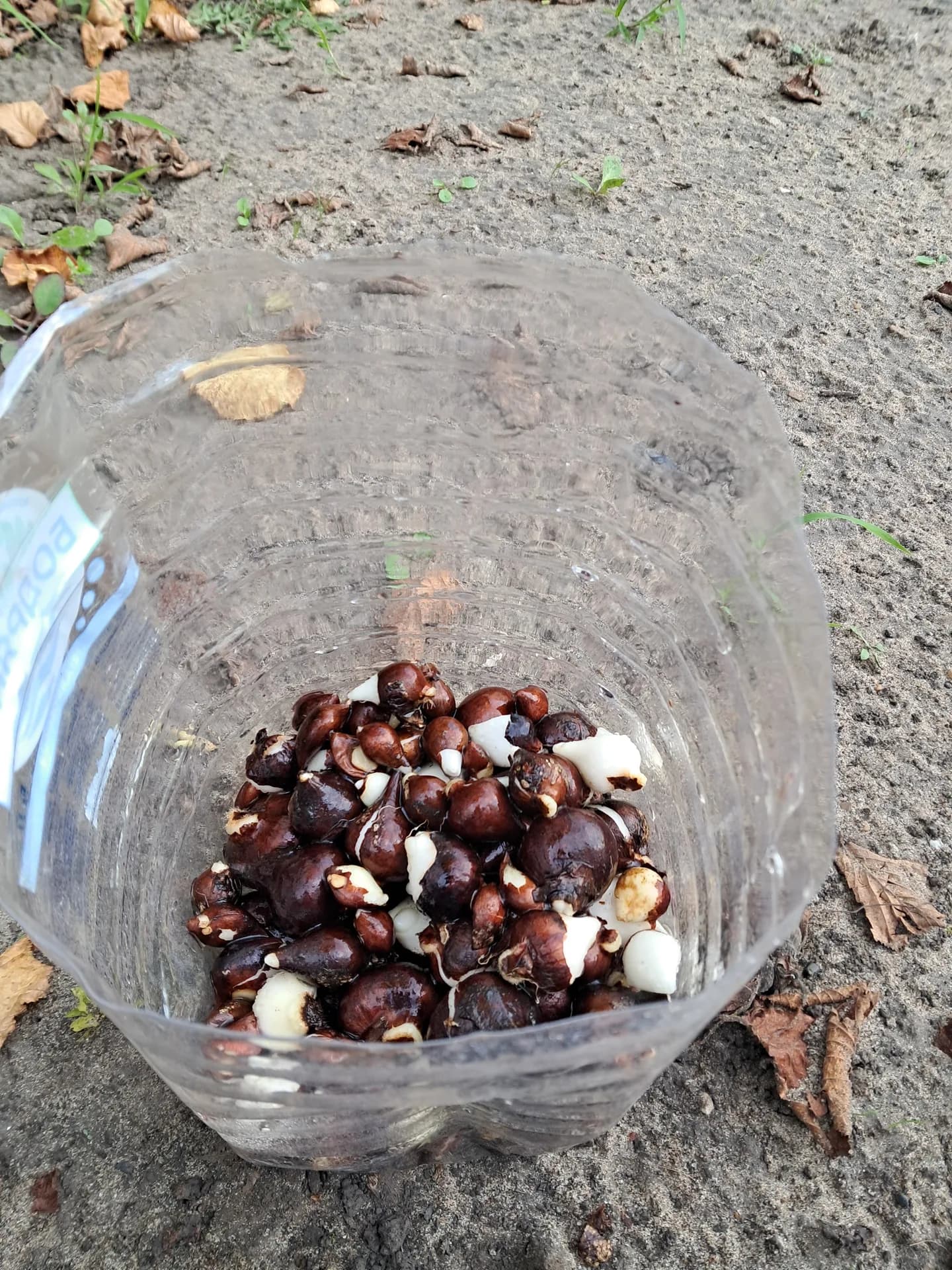 Обработка выкопанных тюльпанов.