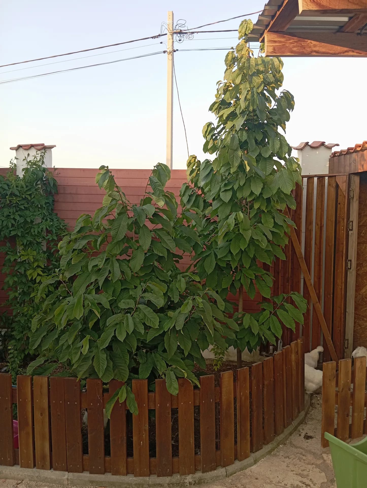 Азимина трёхлопастная (Pawpaw)