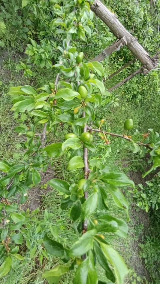 Алыча (Prunus cerasifera), сорт неизвестен