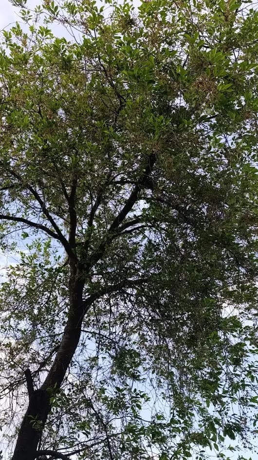 Вишня (старое дерево, сорт неизвестен)