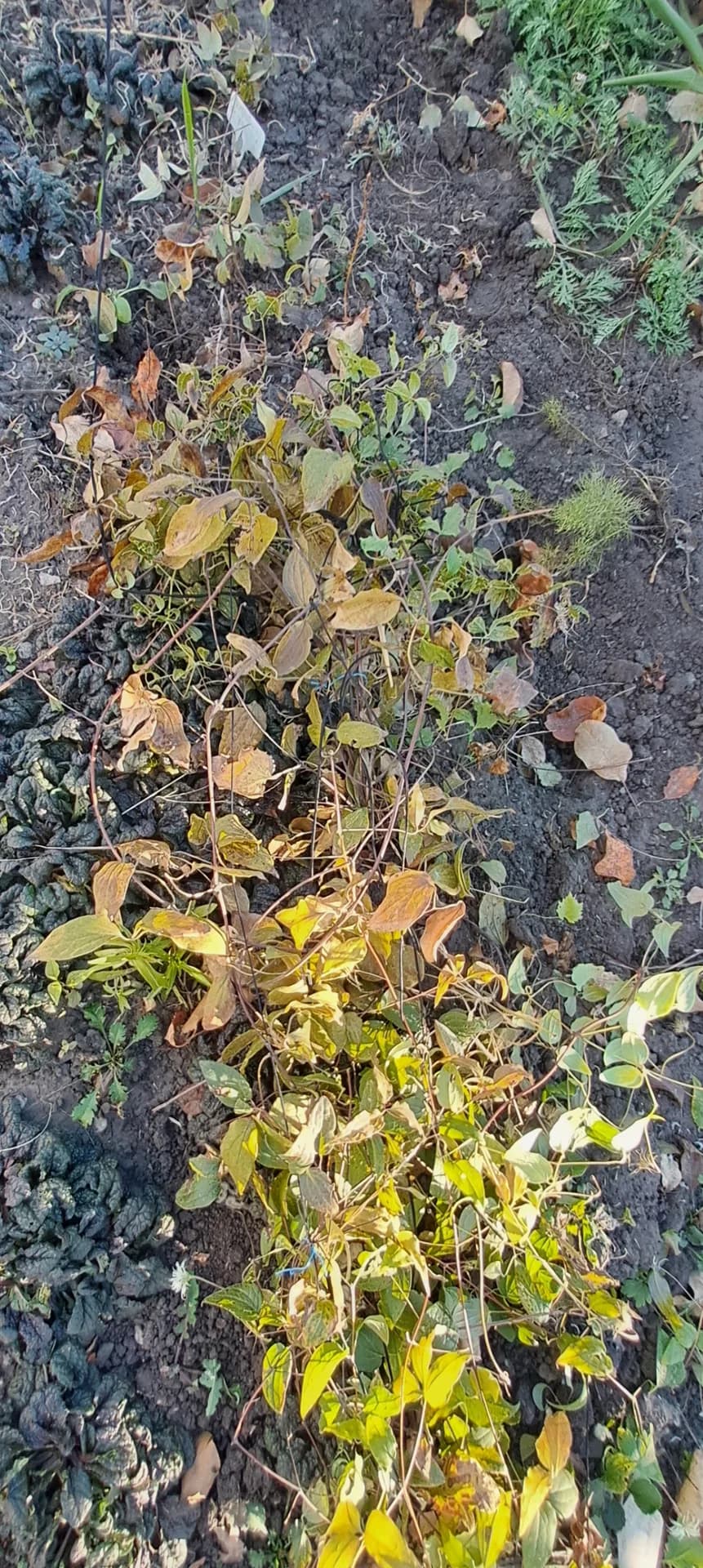 Укрытие клематисов на зиму.