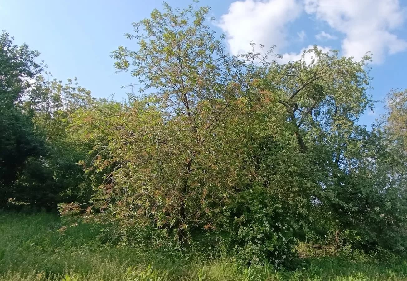 Еще одна вишня в старом саду