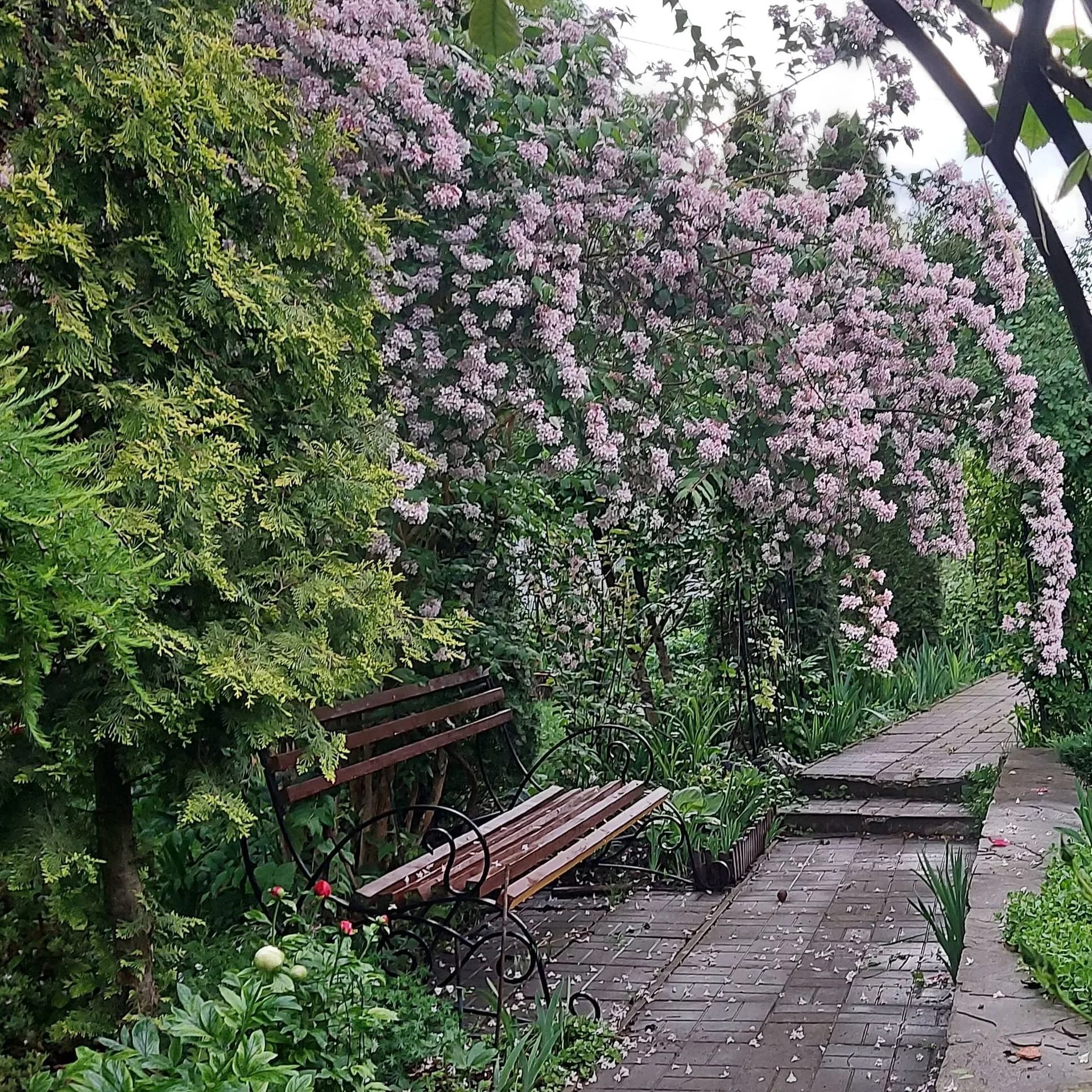 Пышное цветение кольквиции прелестной