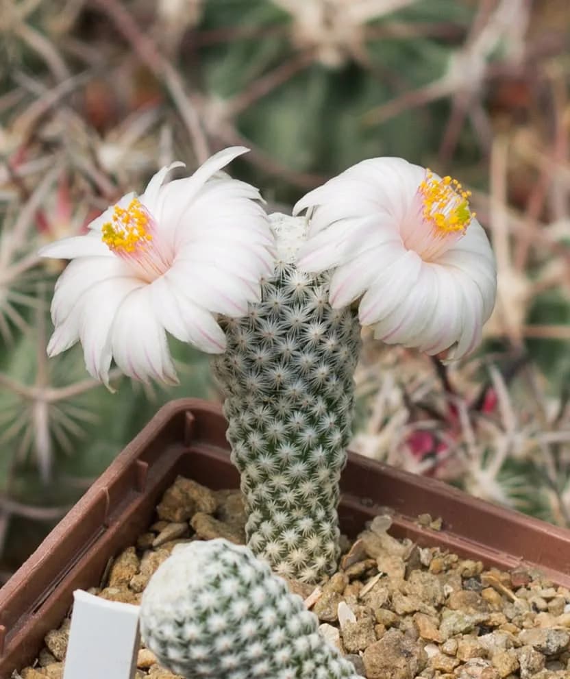 Первое цветение Mammillaria herrerae Albiflora