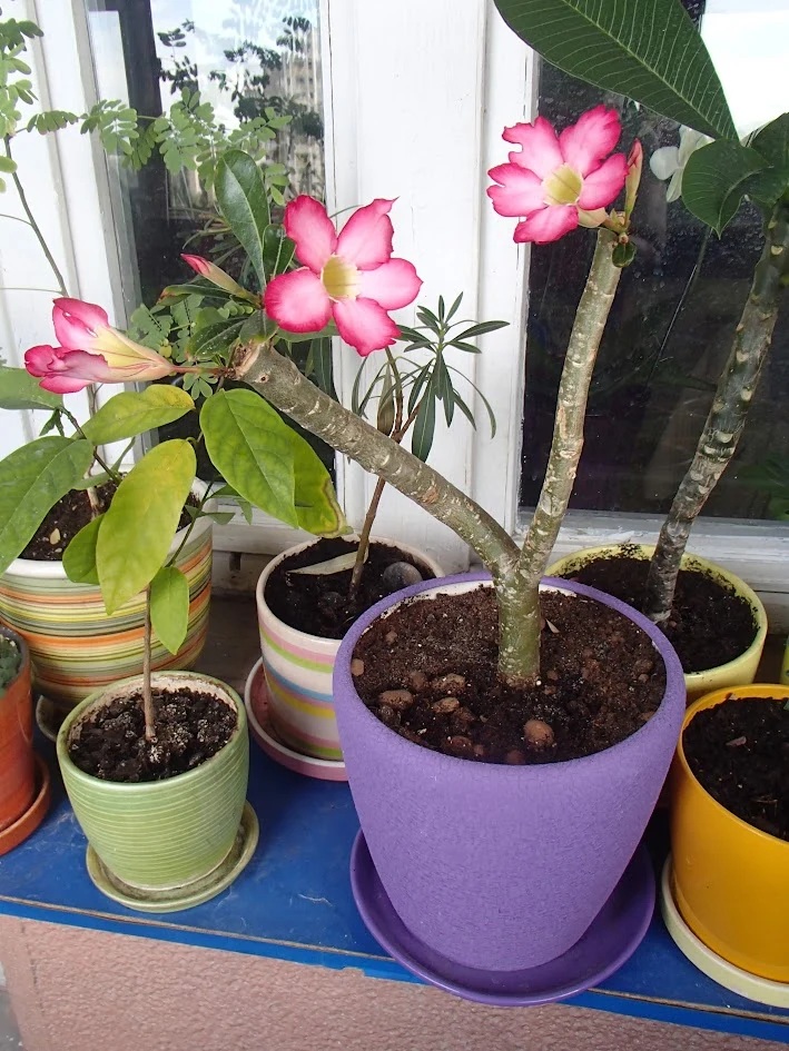 P1010302.JPG
