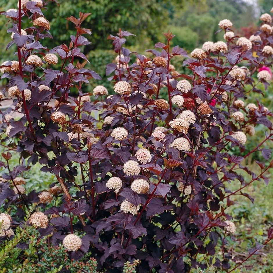 Physocarpus_opulifolius_Andre_01.jpg