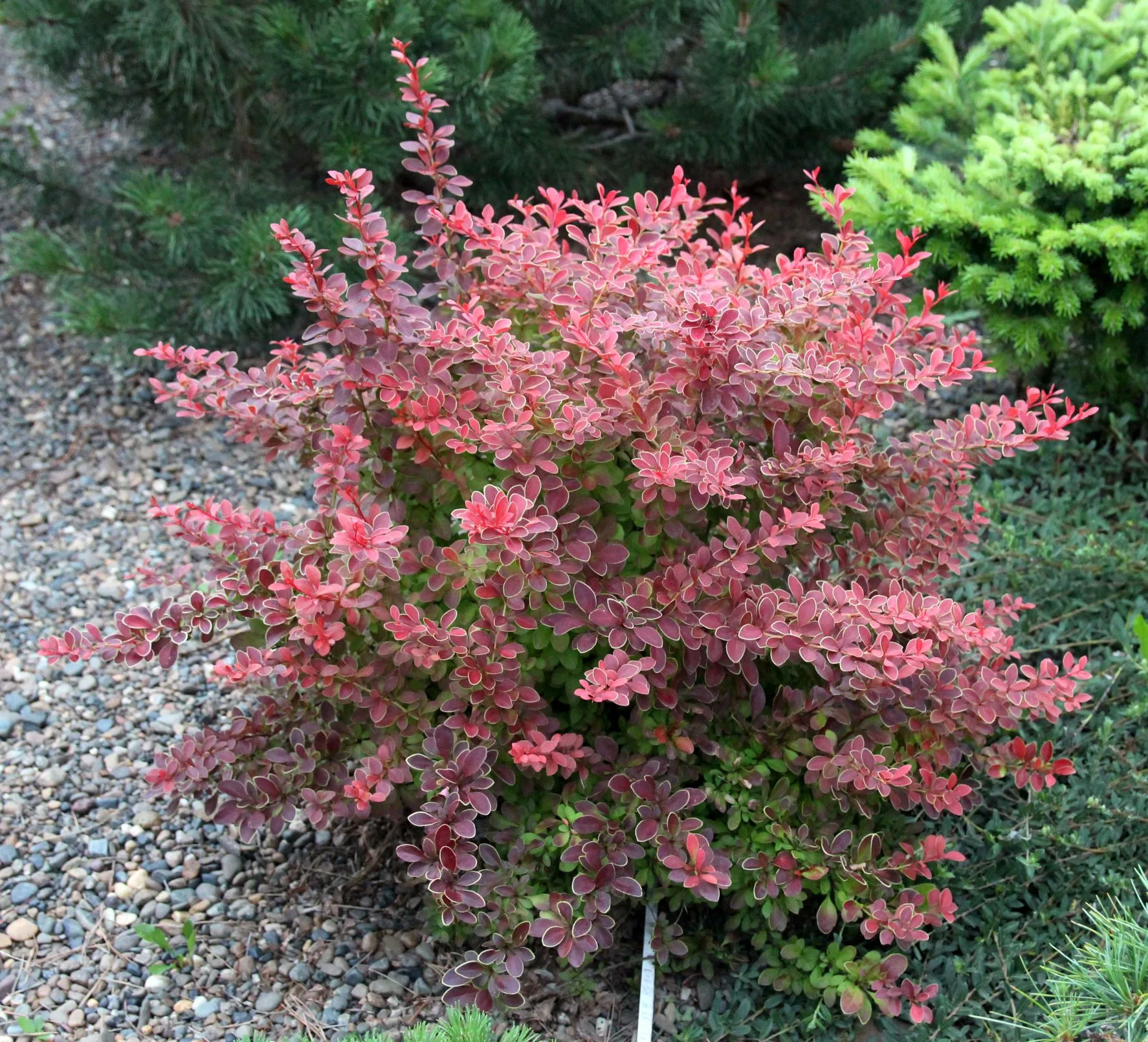 Berberis_thunbergii_Coral_nascha.jfif