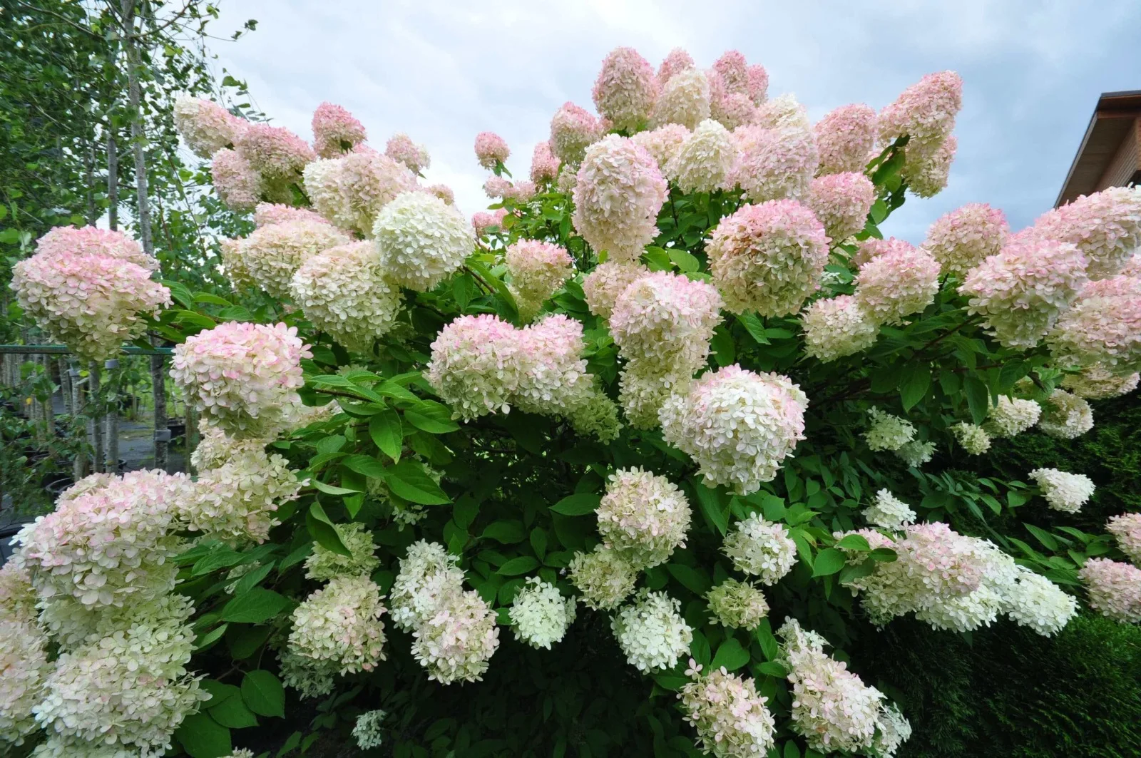 gortenziya-grandiflora-scaled.jpg
